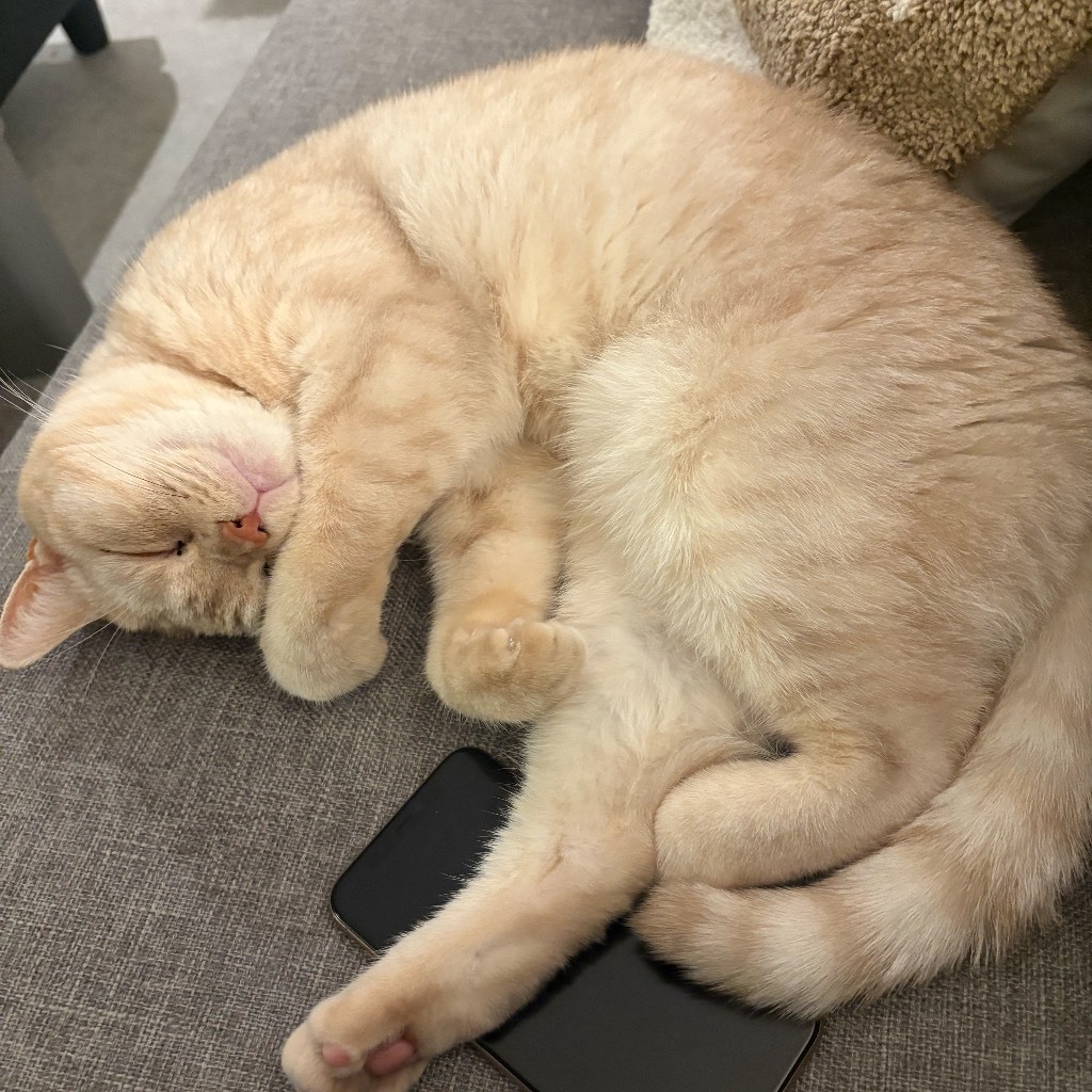 Pococha